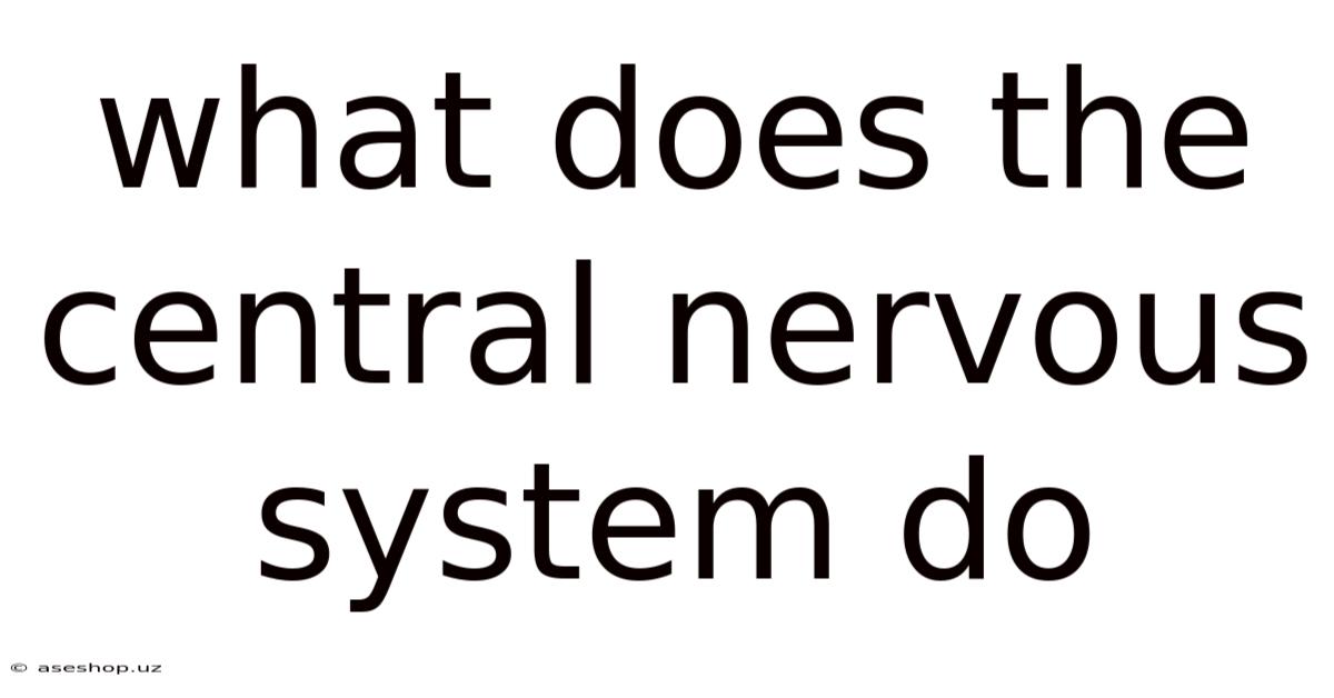 What Does The Central Nervous System Do