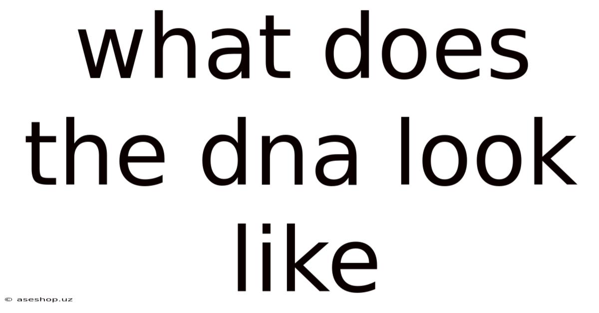 What Does The Dna Look Like