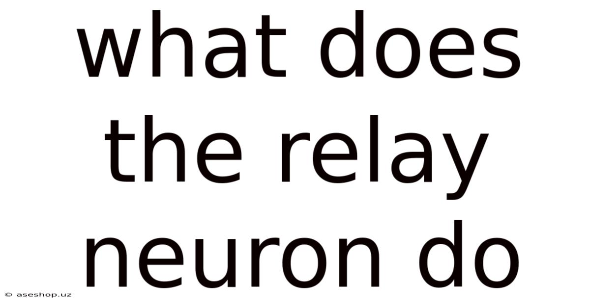 What Does The Relay Neuron Do