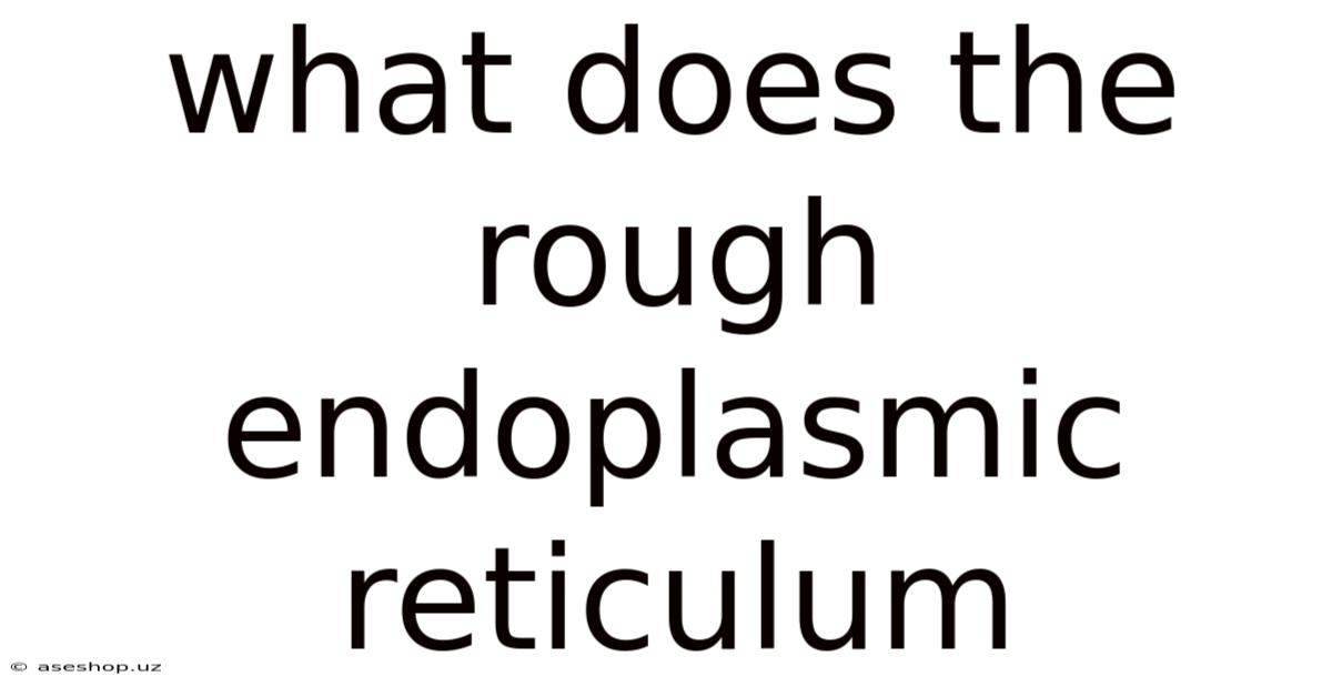 What Does The Rough Endoplasmic Reticulum