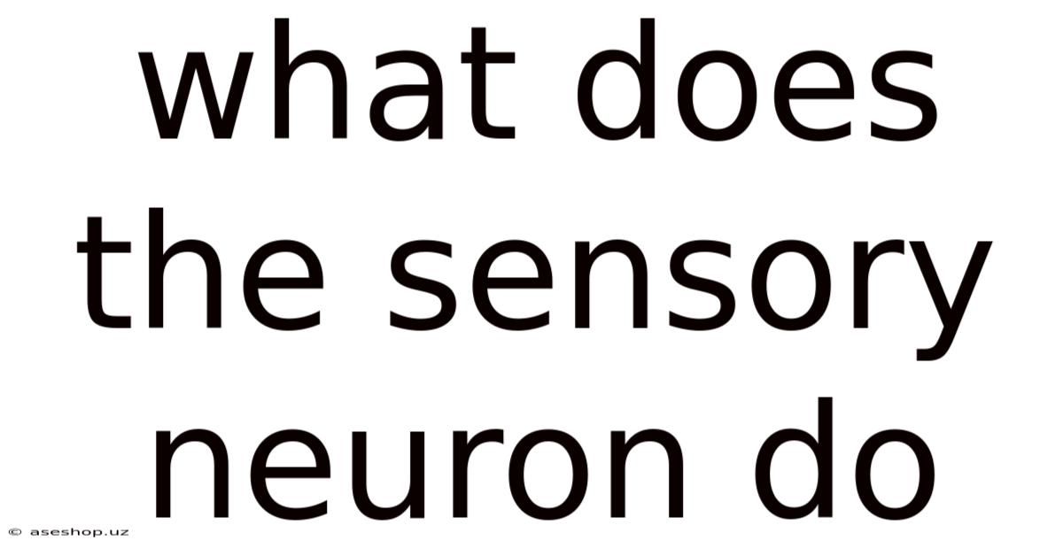 What Does The Sensory Neuron Do