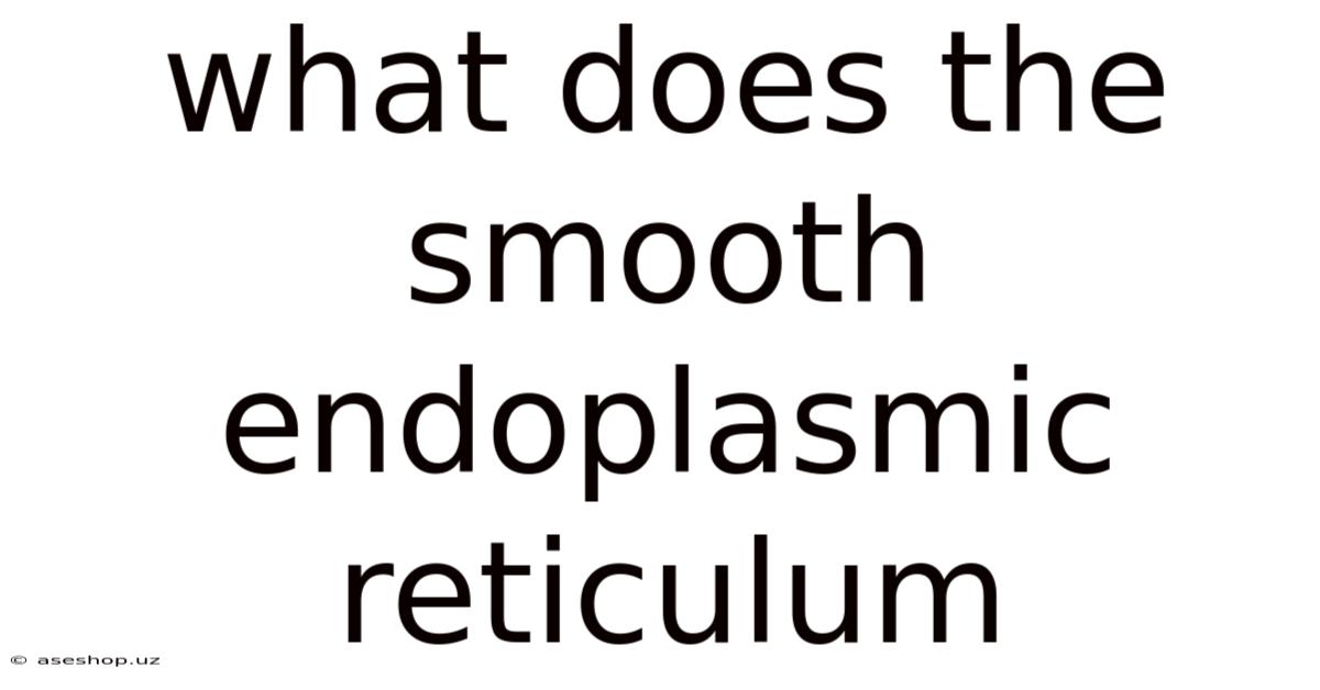 What Does The Smooth Endoplasmic Reticulum