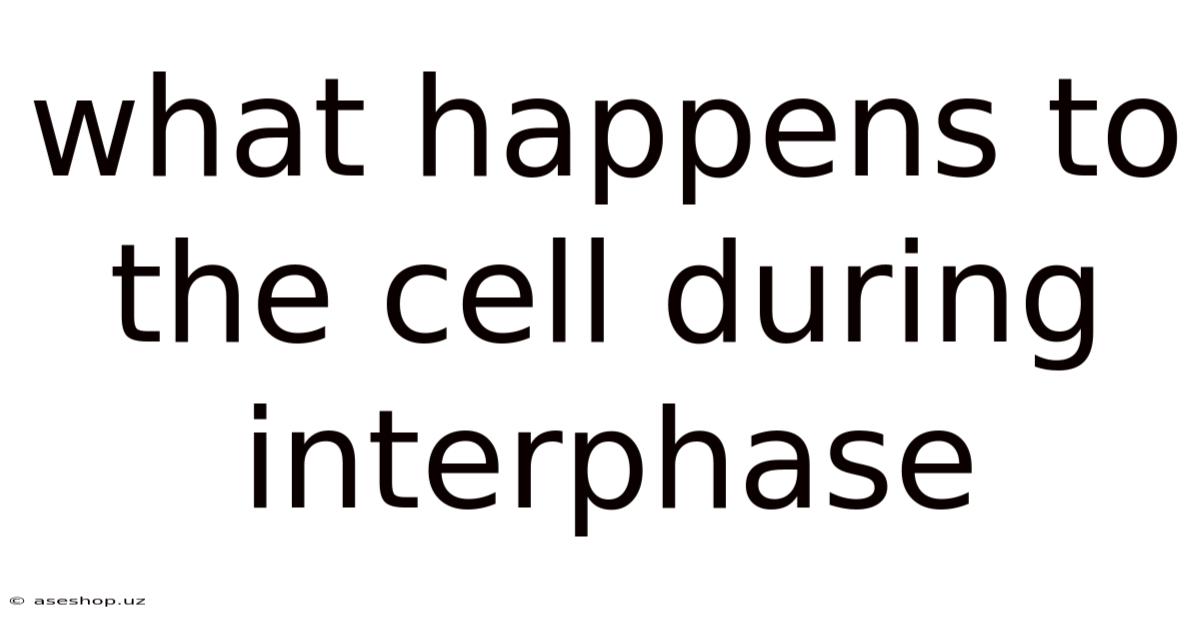 What Happens To The Cell During Interphase