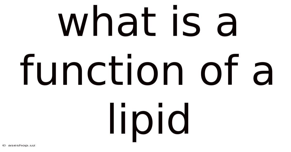 What Is A Function Of A Lipid