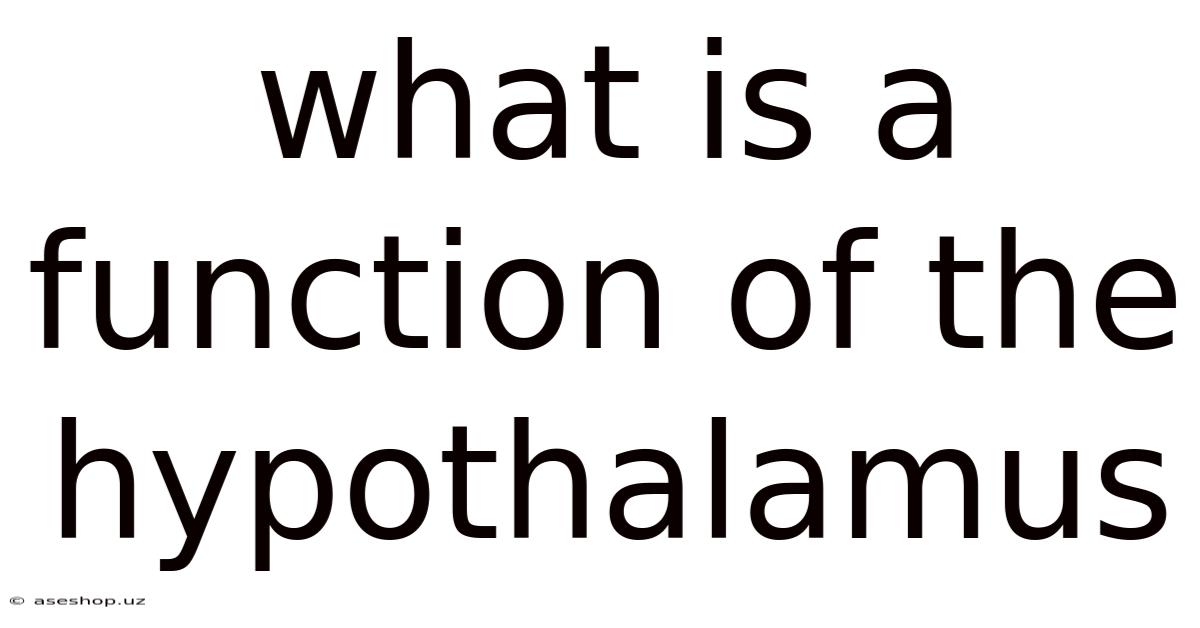 What Is A Function Of The Hypothalamus