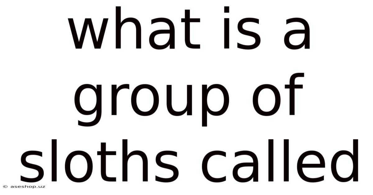 What Is A Group Of Sloths Called
