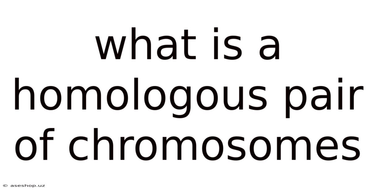 What Is A Homologous Pair Of Chromosomes