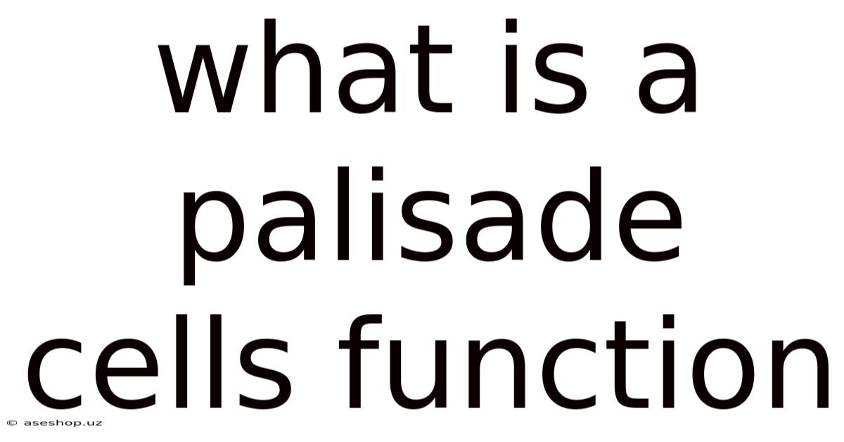 What Is A Palisade Cells Function