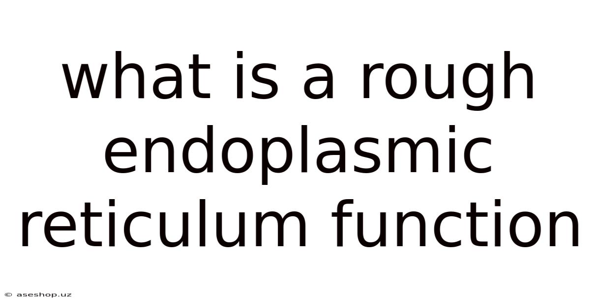 What Is A Rough Endoplasmic Reticulum Function