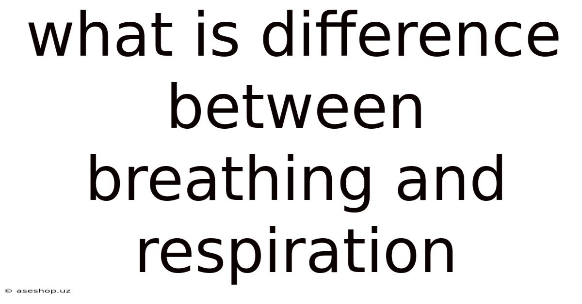 What Is Difference Between Breathing And Respiration