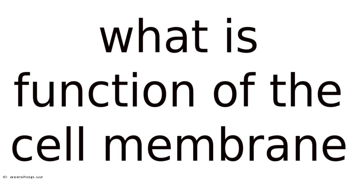 What Is Function Of The Cell Membrane