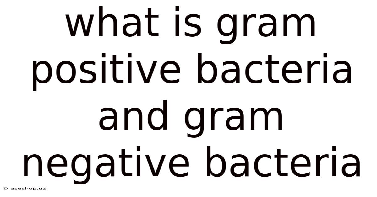 What Is Gram Positive Bacteria And Gram Negative Bacteria