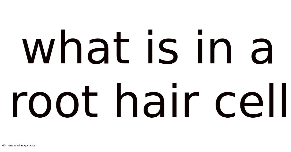What Is In A Root Hair Cell