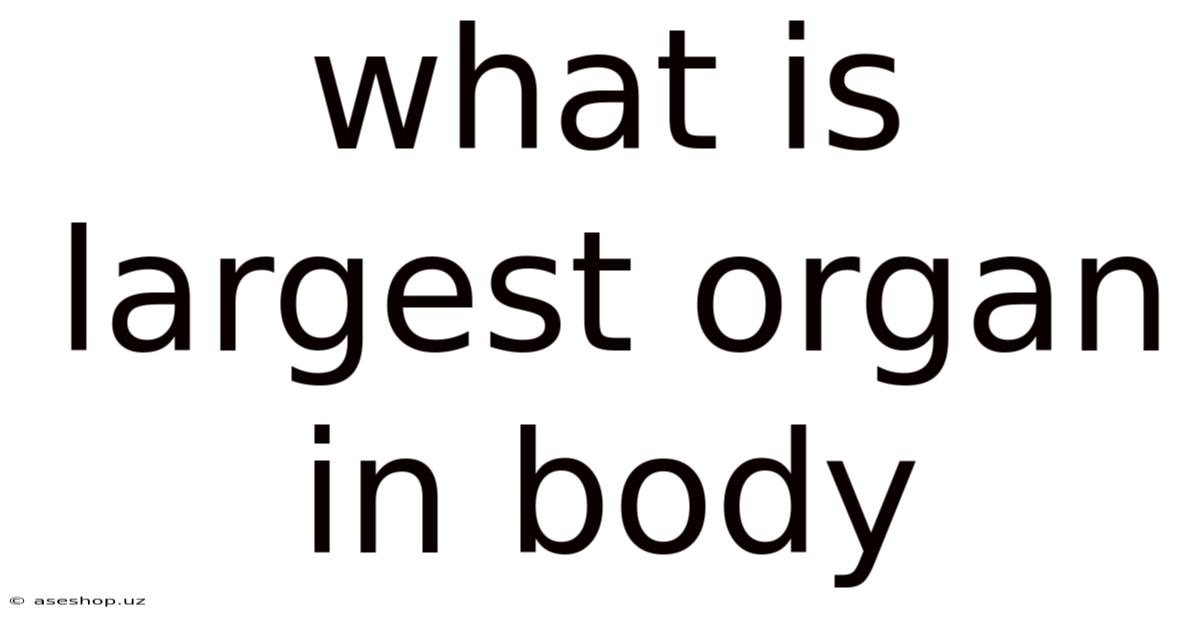 What Is Largest Organ In Body