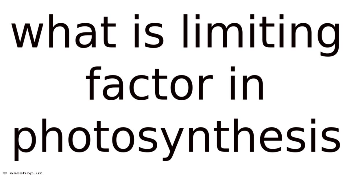 What Is Limiting Factor In Photosynthesis