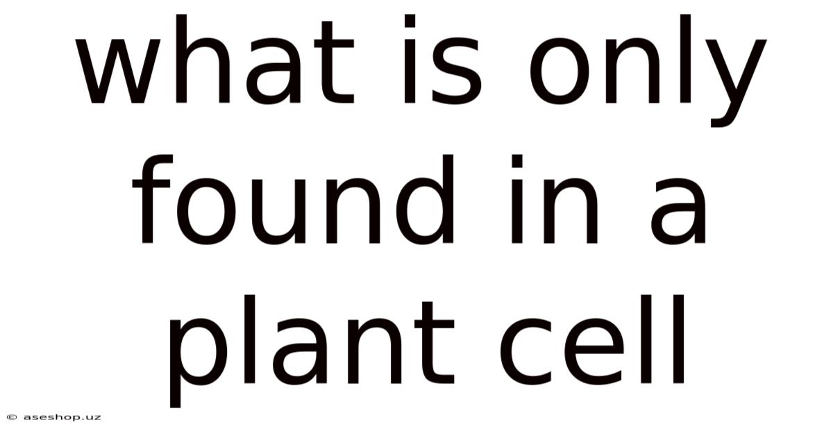 What Is Only Found In A Plant Cell