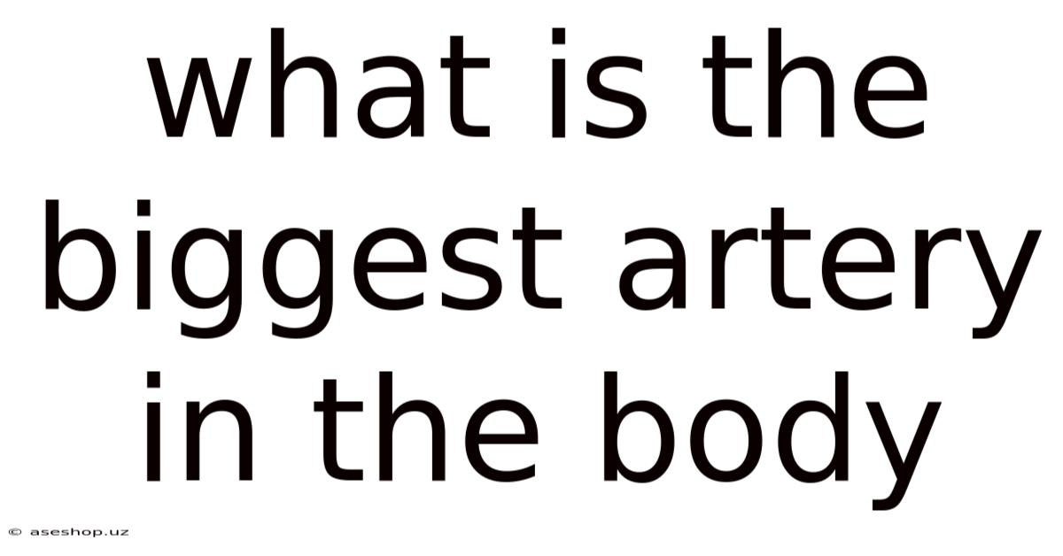 What Is The Biggest Artery In The Body