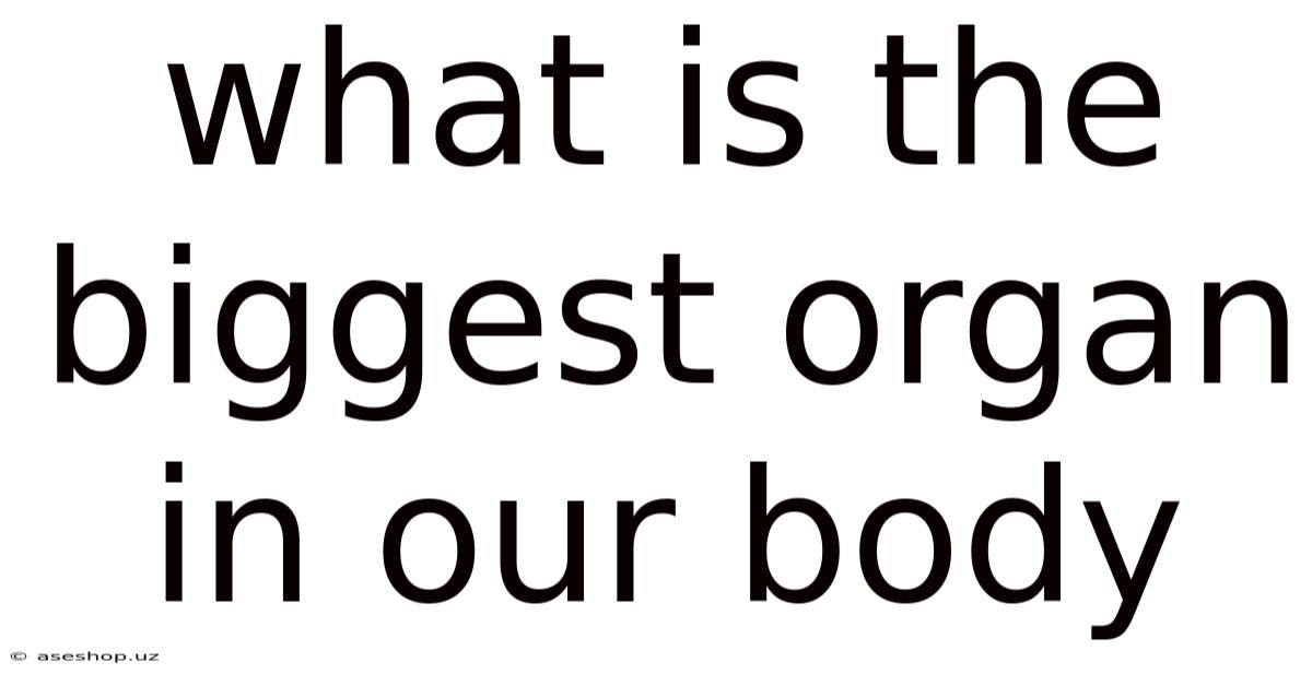 What Is The Biggest Organ In Our Body