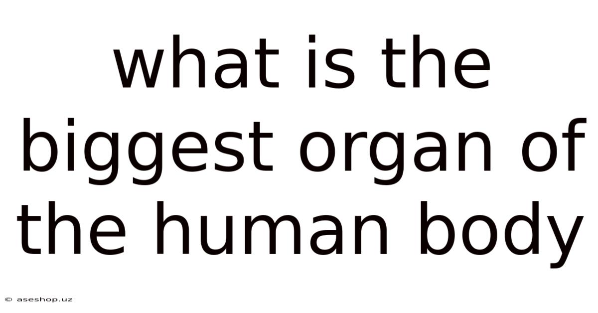 What Is The Biggest Organ Of The Human Body