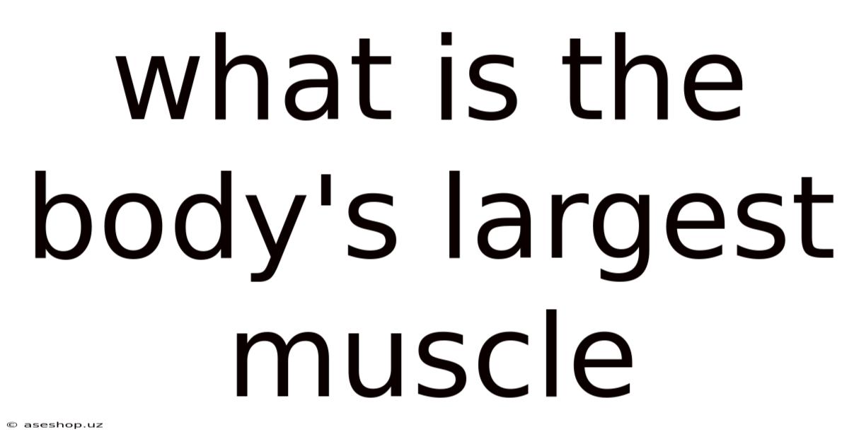 What Is The Body's Largest Muscle