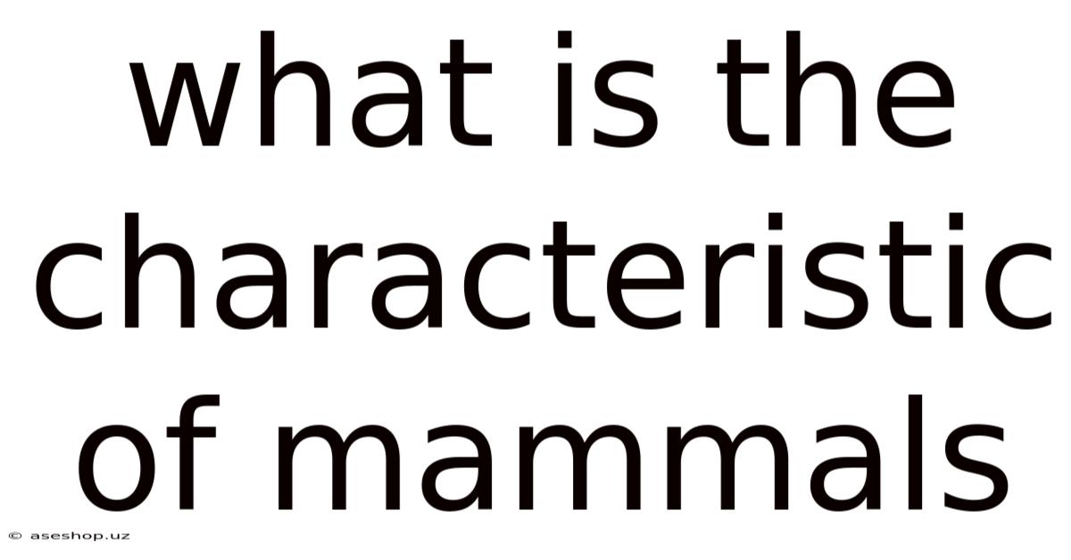 What Is The Characteristic Of Mammals