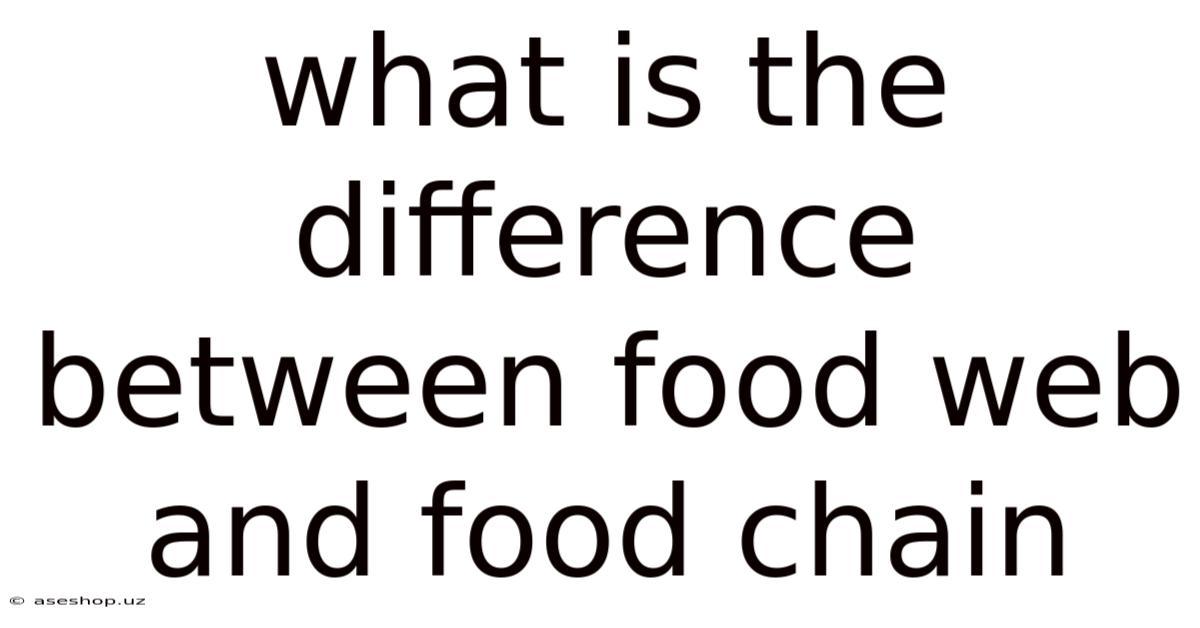 What Is The Difference Between Food Web And Food Chain