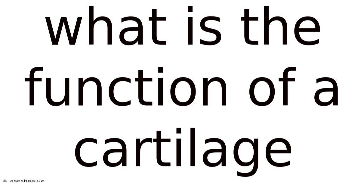 What Is The Function Of A Cartilage