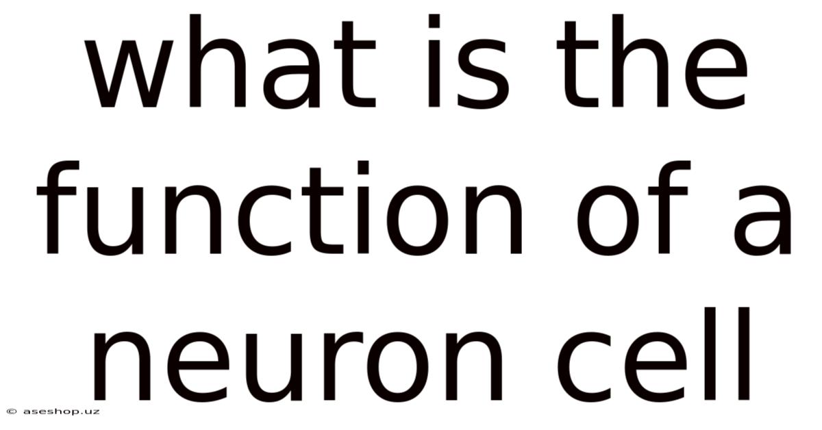 What Is The Function Of A Neuron Cell