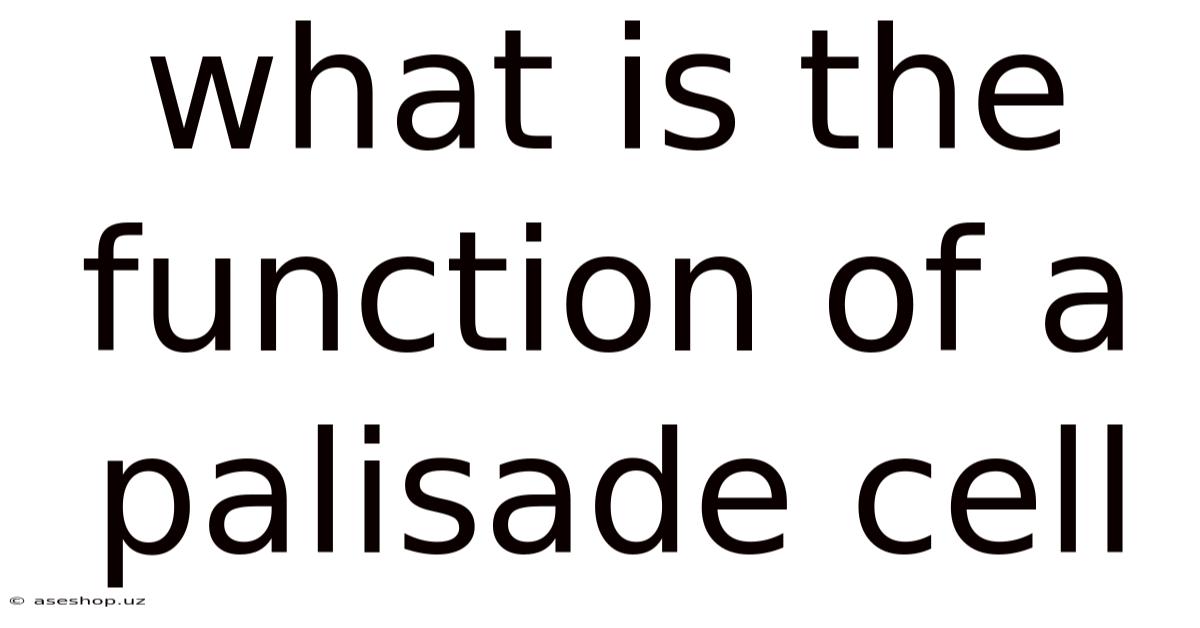 What Is The Function Of A Palisade Cell