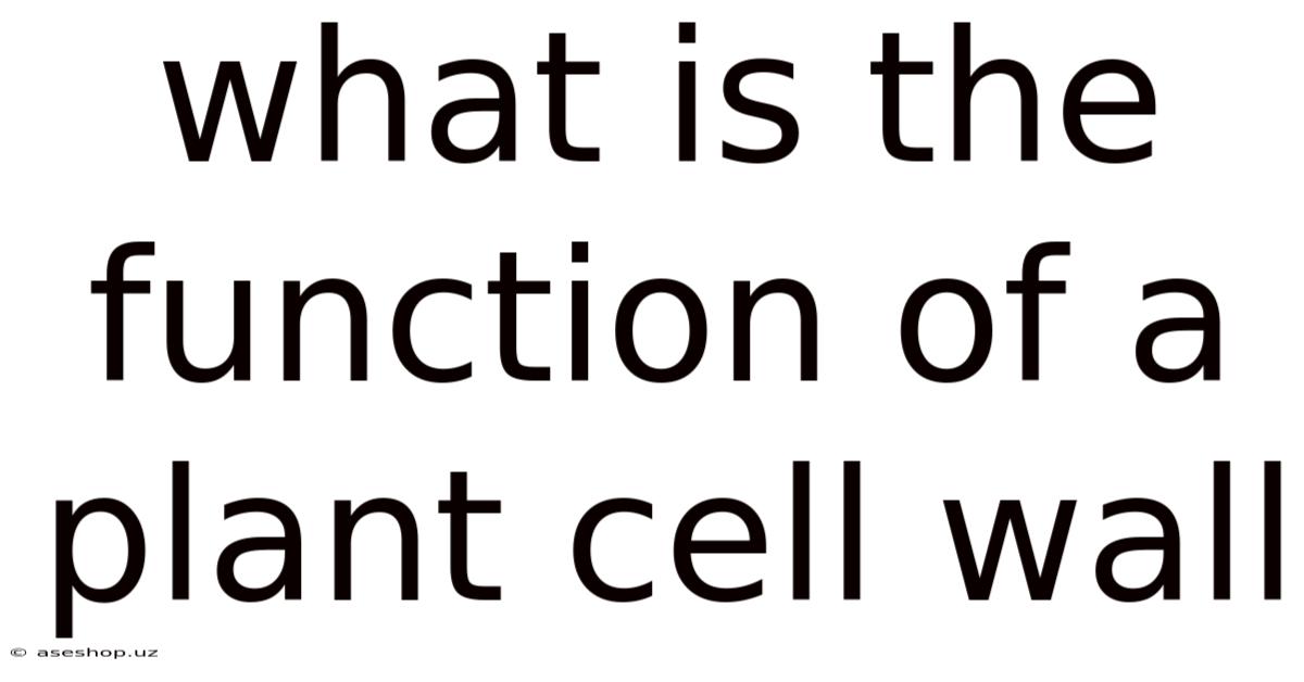 What Is The Function Of A Plant Cell Wall