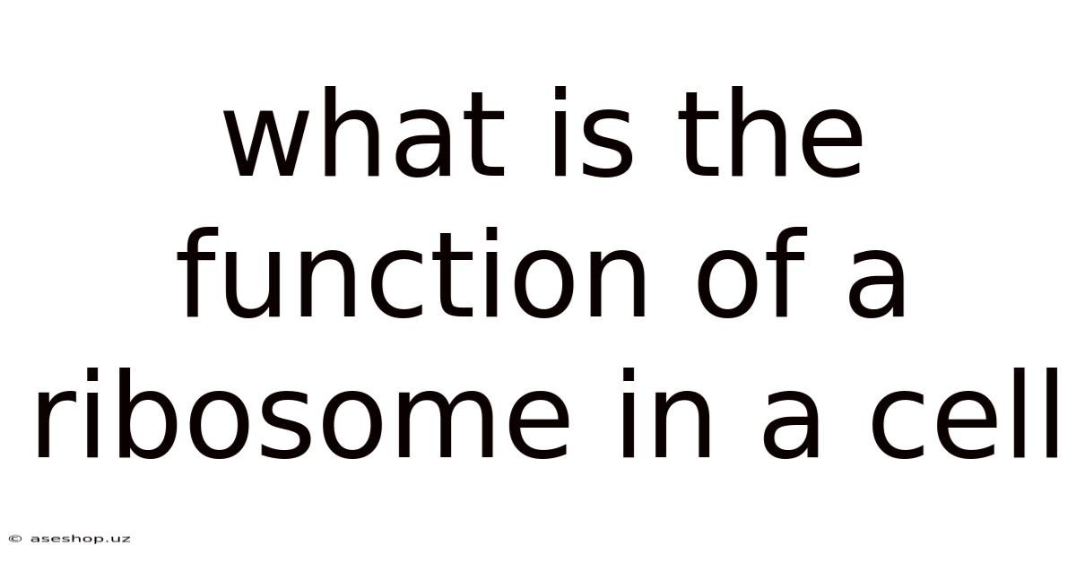 What Is The Function Of A Ribosome In A Cell