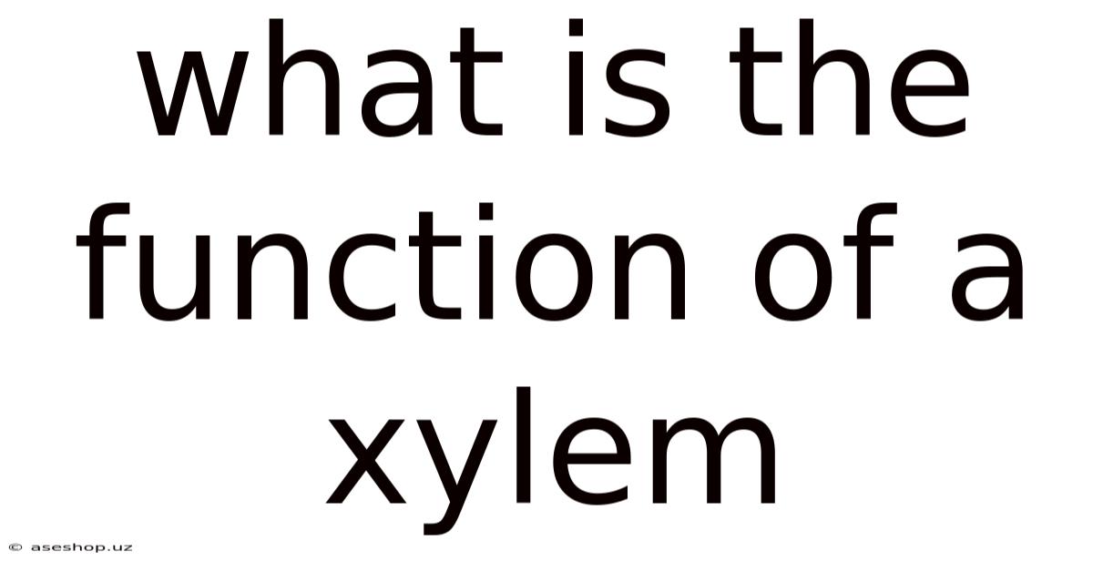 What Is The Function Of A Xylem