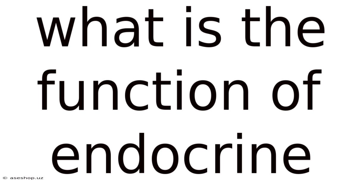 What Is The Function Of Endocrine