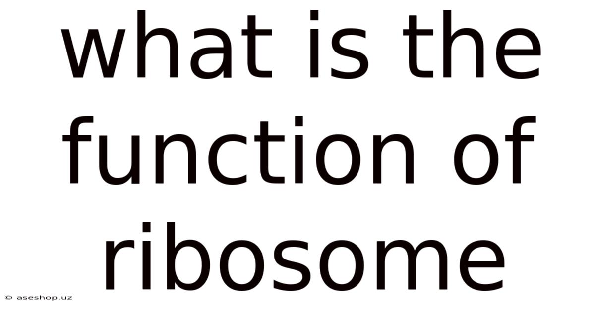 What Is The Function Of Ribosome