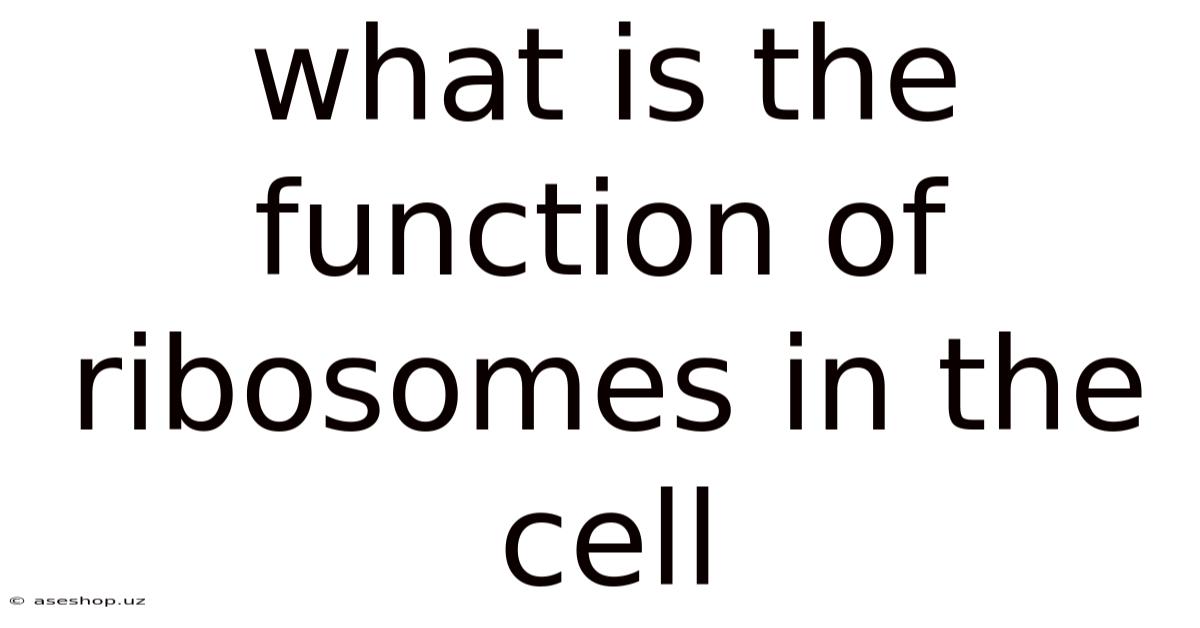 What Is The Function Of Ribosomes In The Cell