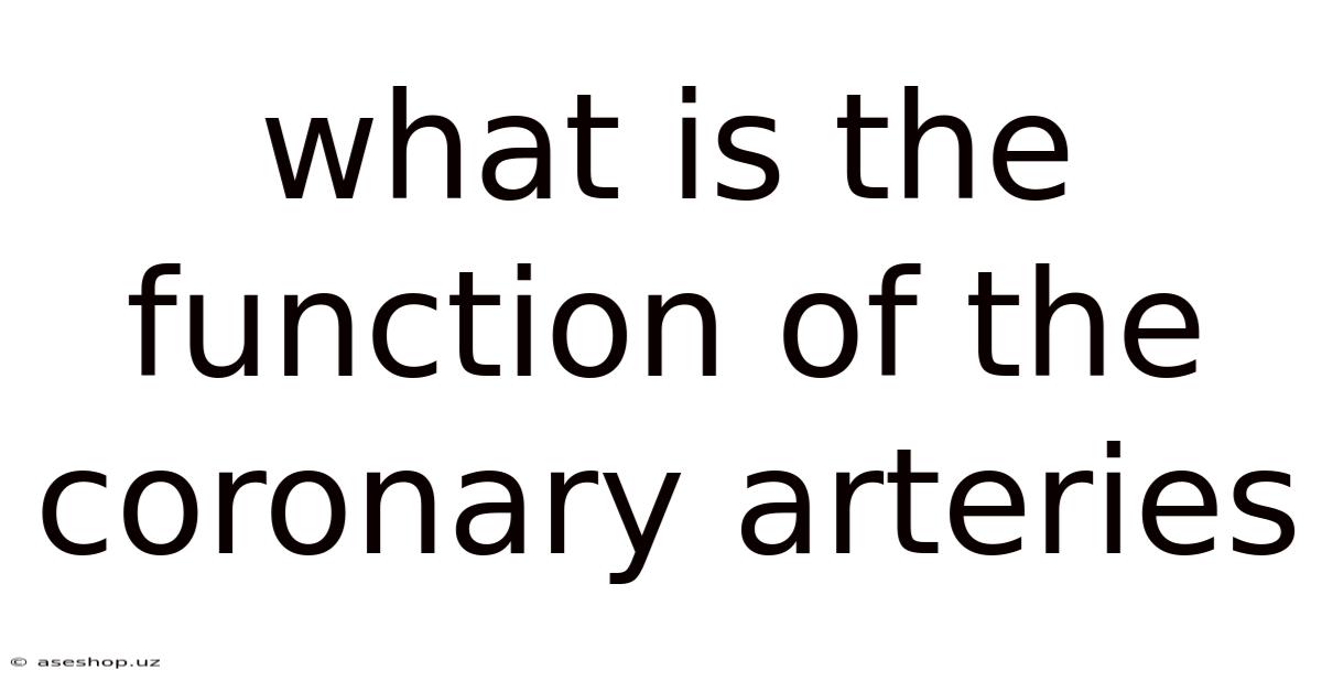 What Is The Function Of The Coronary Arteries