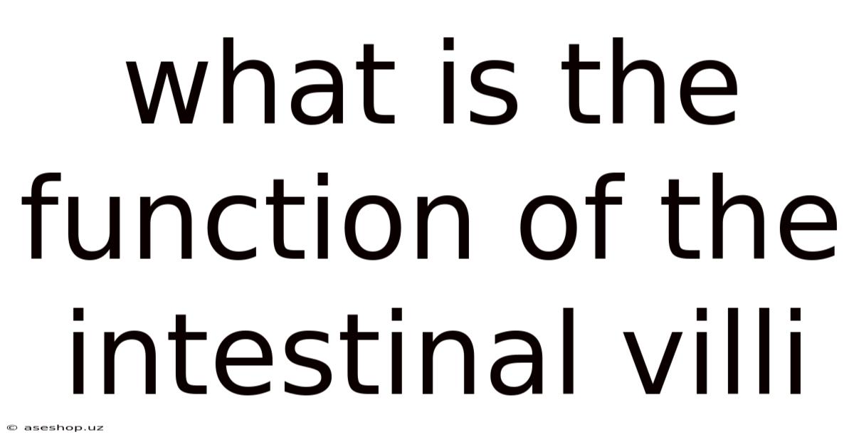 What Is The Function Of The Intestinal Villi