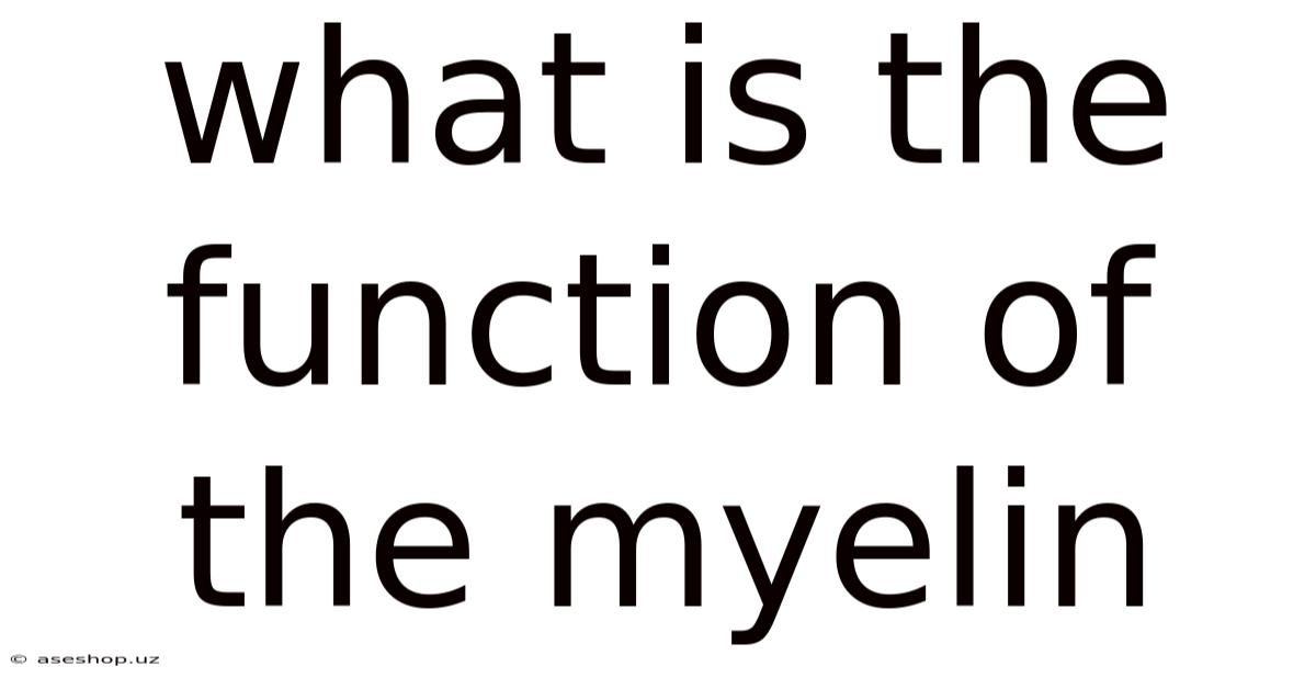 What Is The Function Of The Myelin