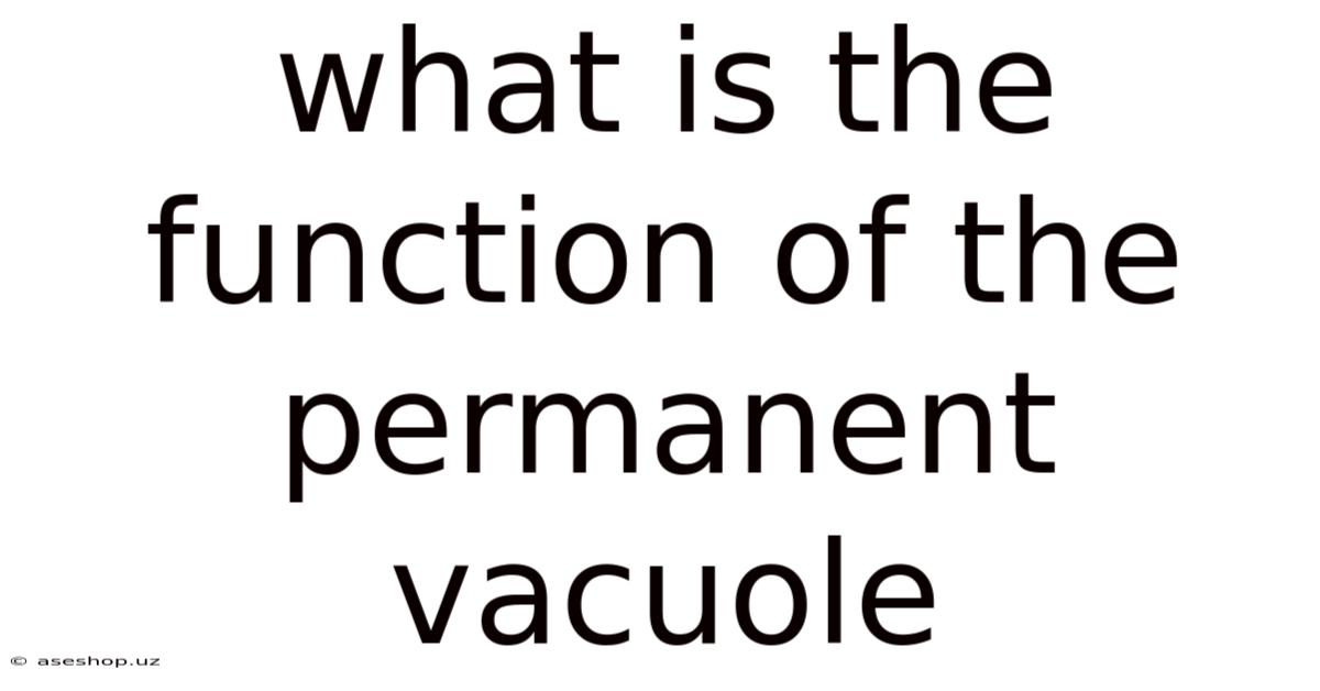 What Is The Function Of The Permanent Vacuole