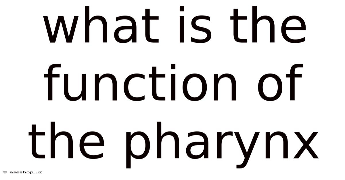 What Is The Function Of The Pharynx