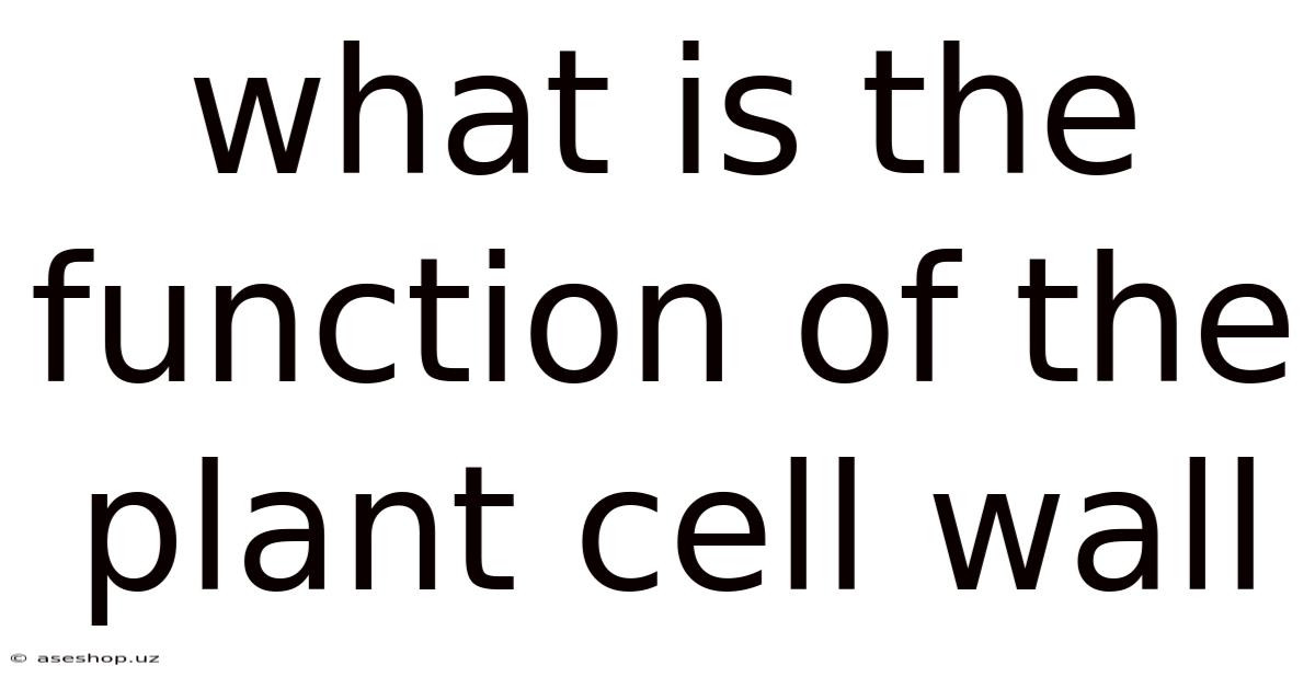 What Is The Function Of The Plant Cell Wall