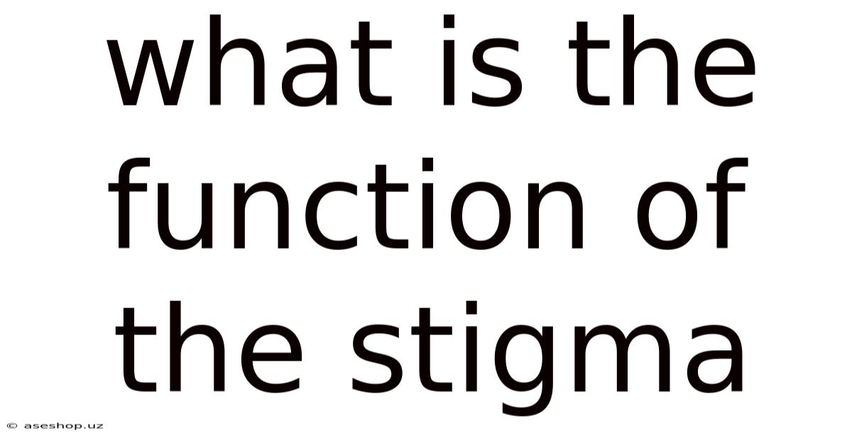 What Is The Function Of The Stigma