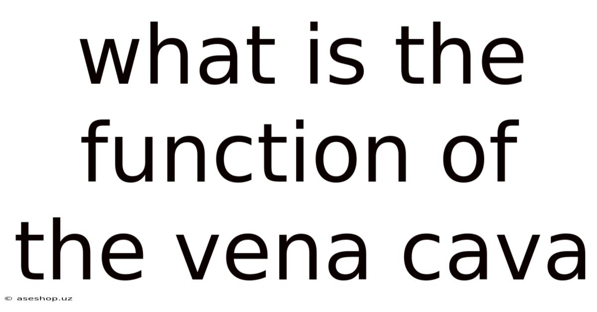 What Is The Function Of The Vena Cava