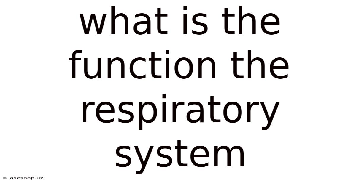 What Is The Function The Respiratory System