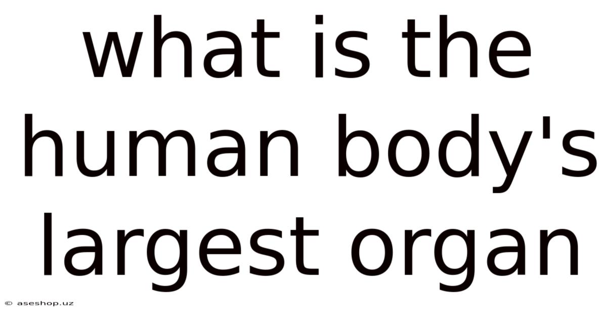 What Is The Human Body's Largest Organ
