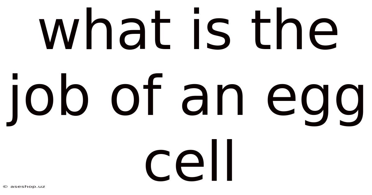 What Is The Job Of An Egg Cell