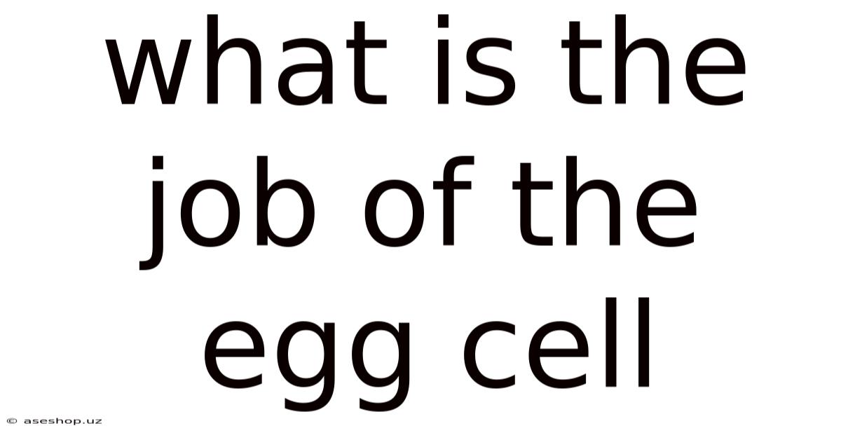 What Is The Job Of The Egg Cell