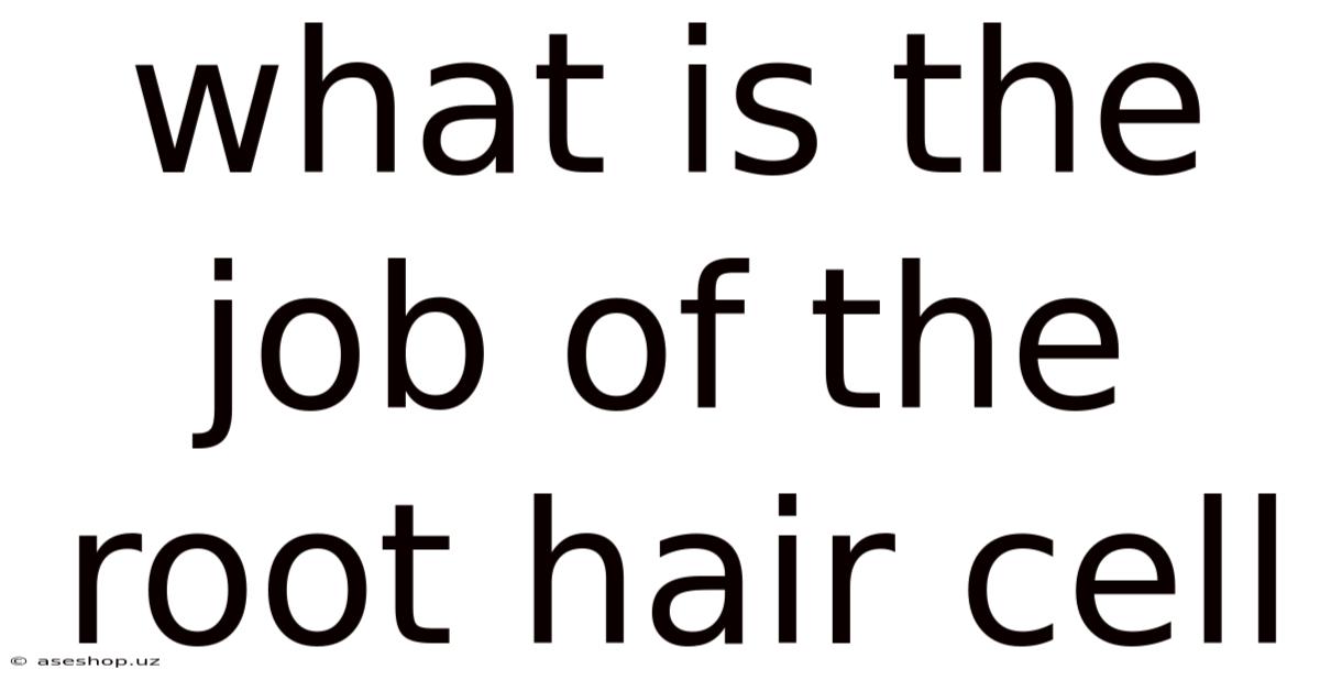 What Is The Job Of The Root Hair Cell