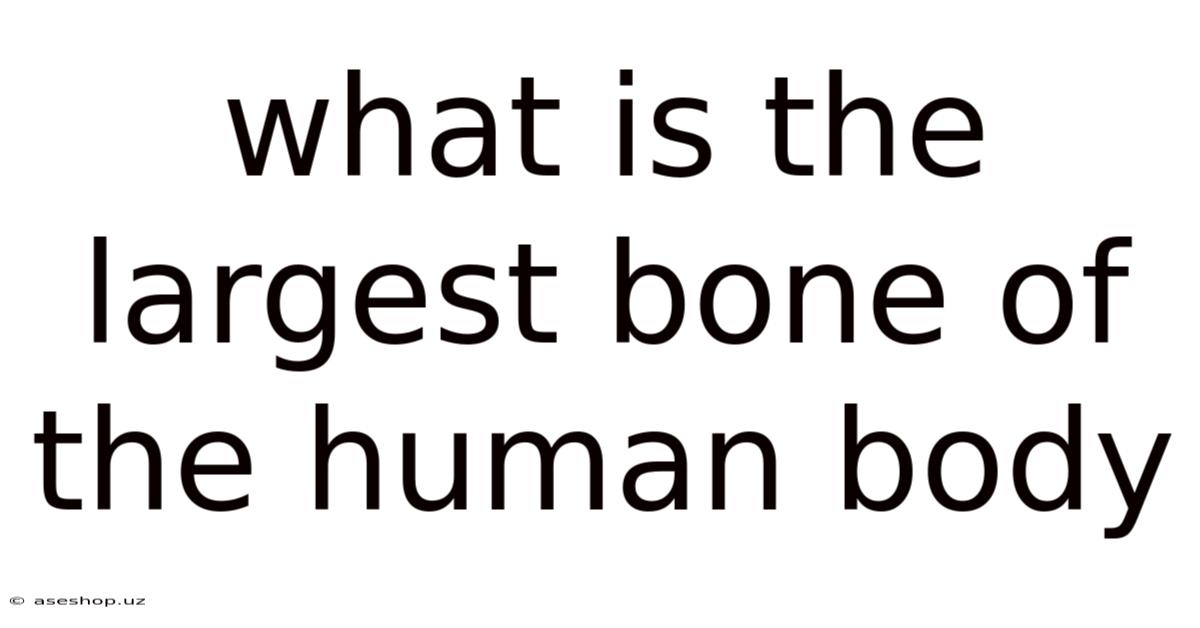 What Is The Largest Bone Of The Human Body