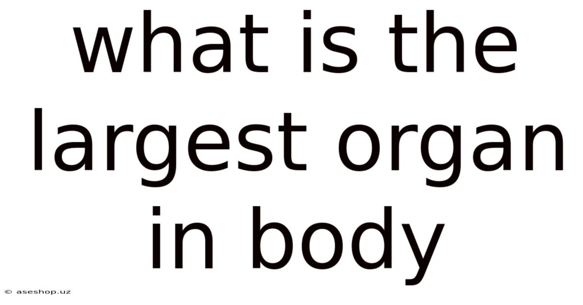 What Is The Largest Organ In Body